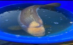Koi Carp fish for sale: Koi fish - Image 1