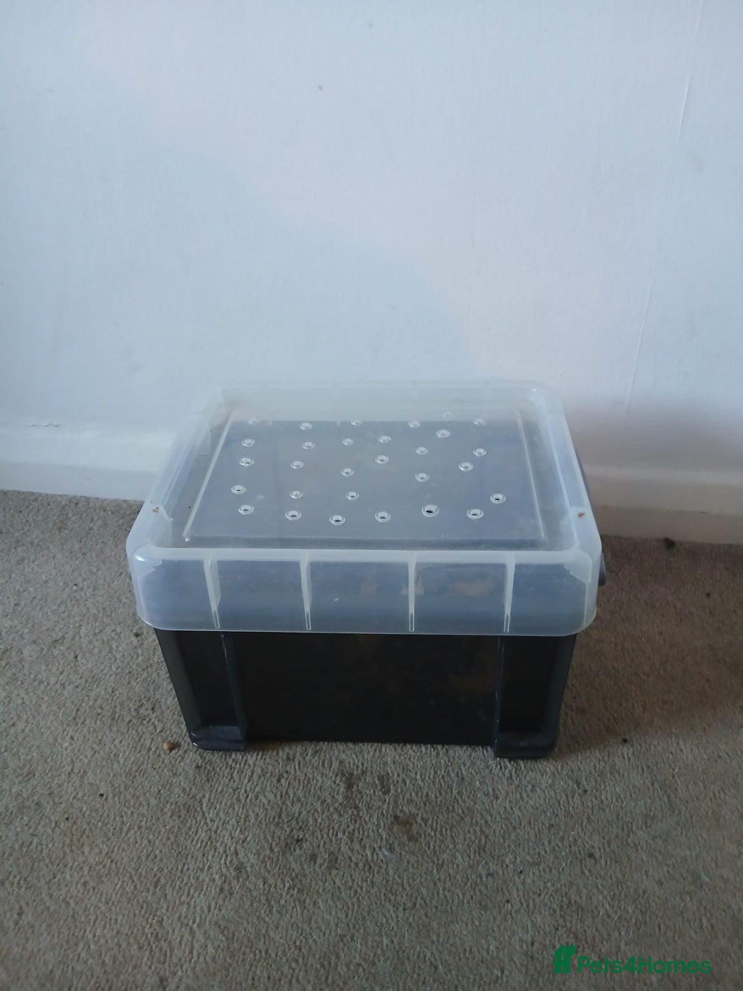 Bearded Dragon reptiles for sale: Bearded Dragon and full set up - Advert 10