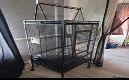 Lovebirds birds for sale: Matched lovebird  - Advert 4