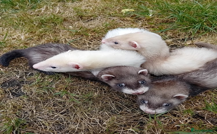 Ferret rodents - Advert 2