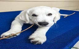 Golden Retriever dogs for sale: Cute Golden Retriever Male - Image 2