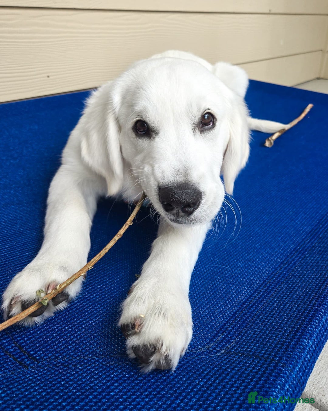 Golden Retriever dogs for sale: Cute Golden Retriever Male - Image 2