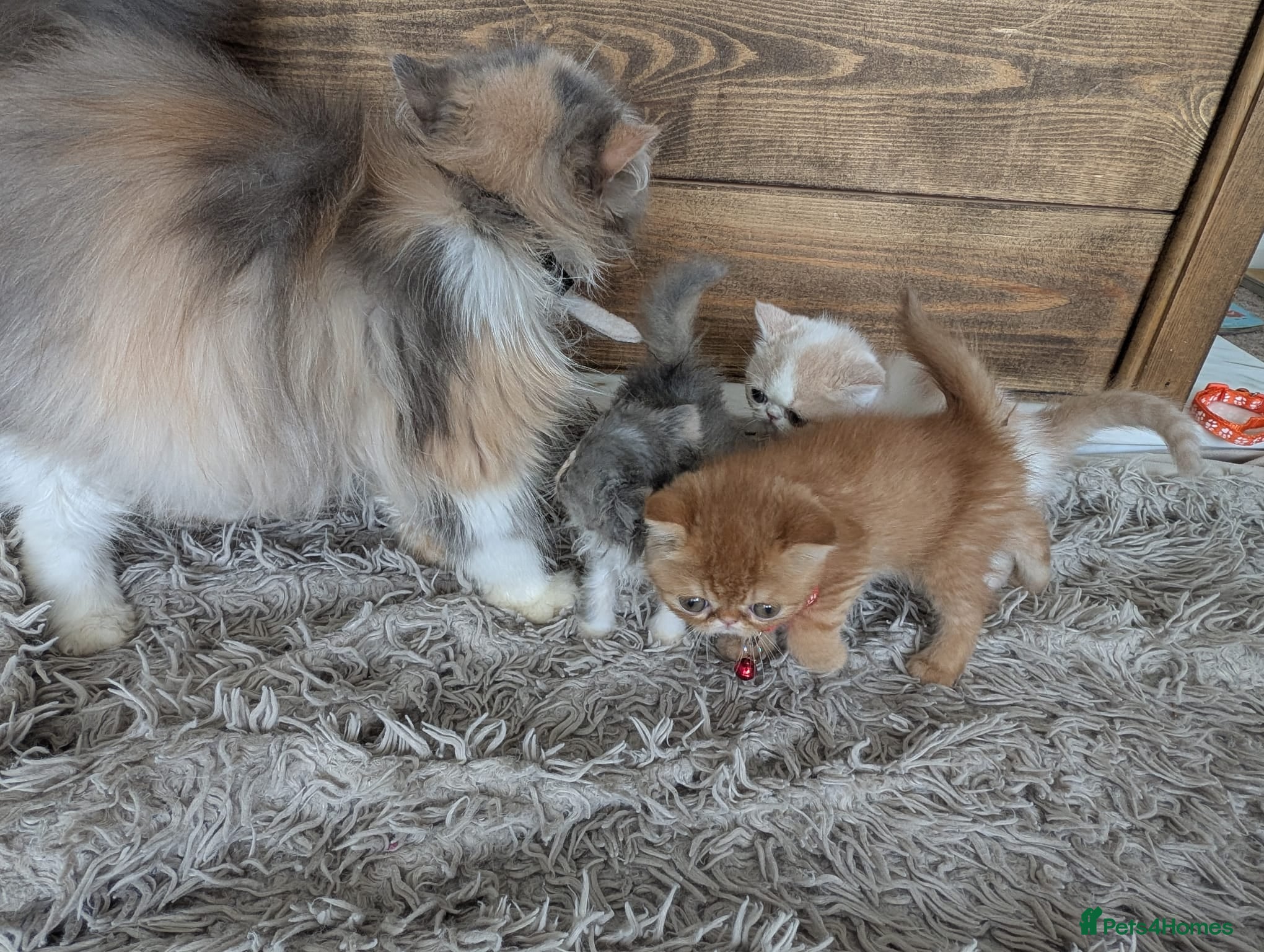 Persian cats 🐾 Beautiful Persian Kittens 🐾 - Advert 2