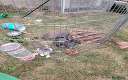 Netherland Dwarf rabbits for sale: Grey and while bunny left  - Image 2