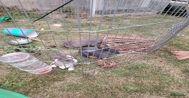 Netherland Dwarf rabbits - Advert 4