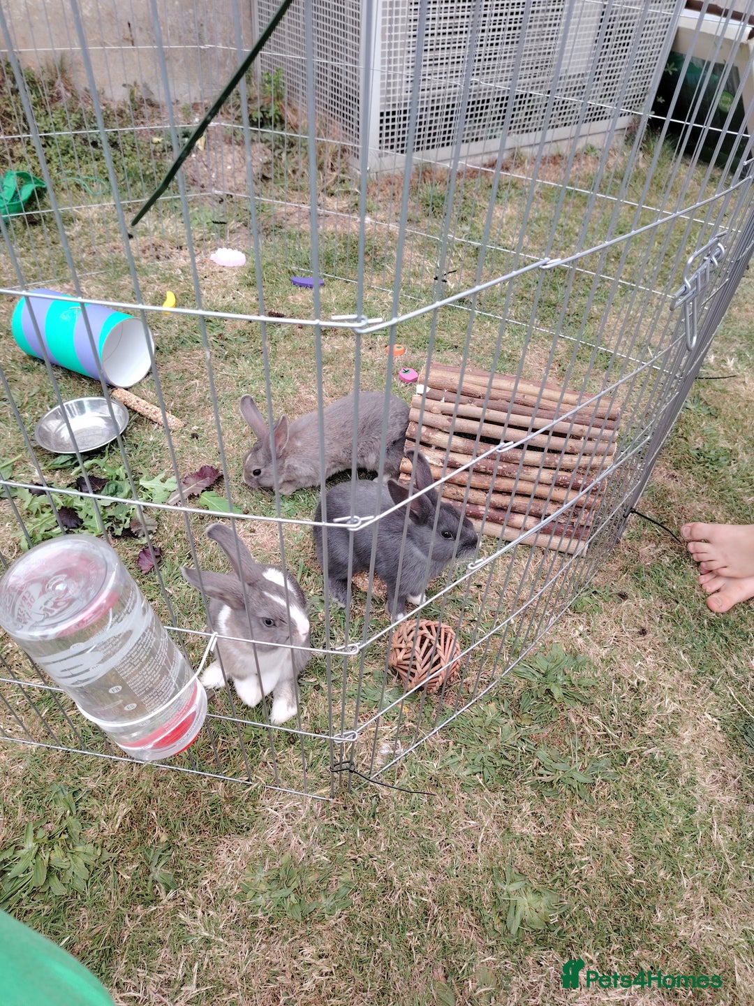 Netherland Dwarf rabbits for sale: Grey and while bunny left  - Image 2