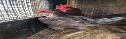Chickens poultry for sale: Carlisle Old english game bantams  - Advert 1