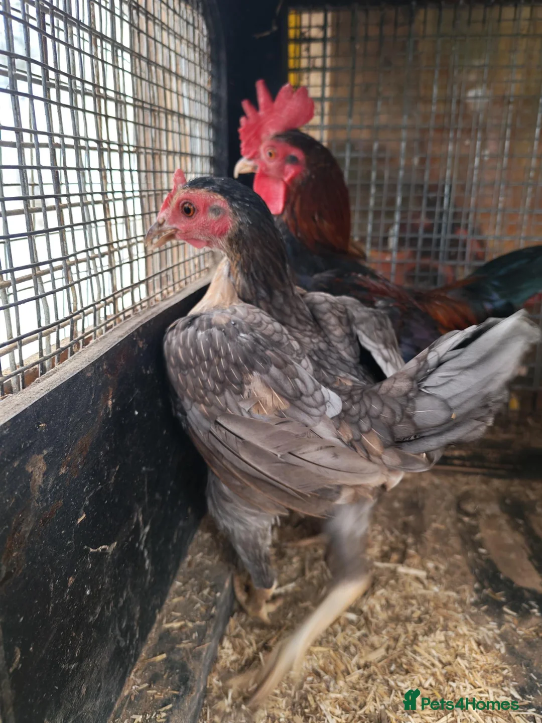 Chickens poultry for sale: Carlisle Old english game bantams  - Advert 1