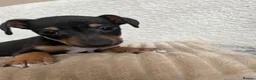 Jack Russell dogs for sale: 2 chocolate tannedboys left!!!  - Advert 10