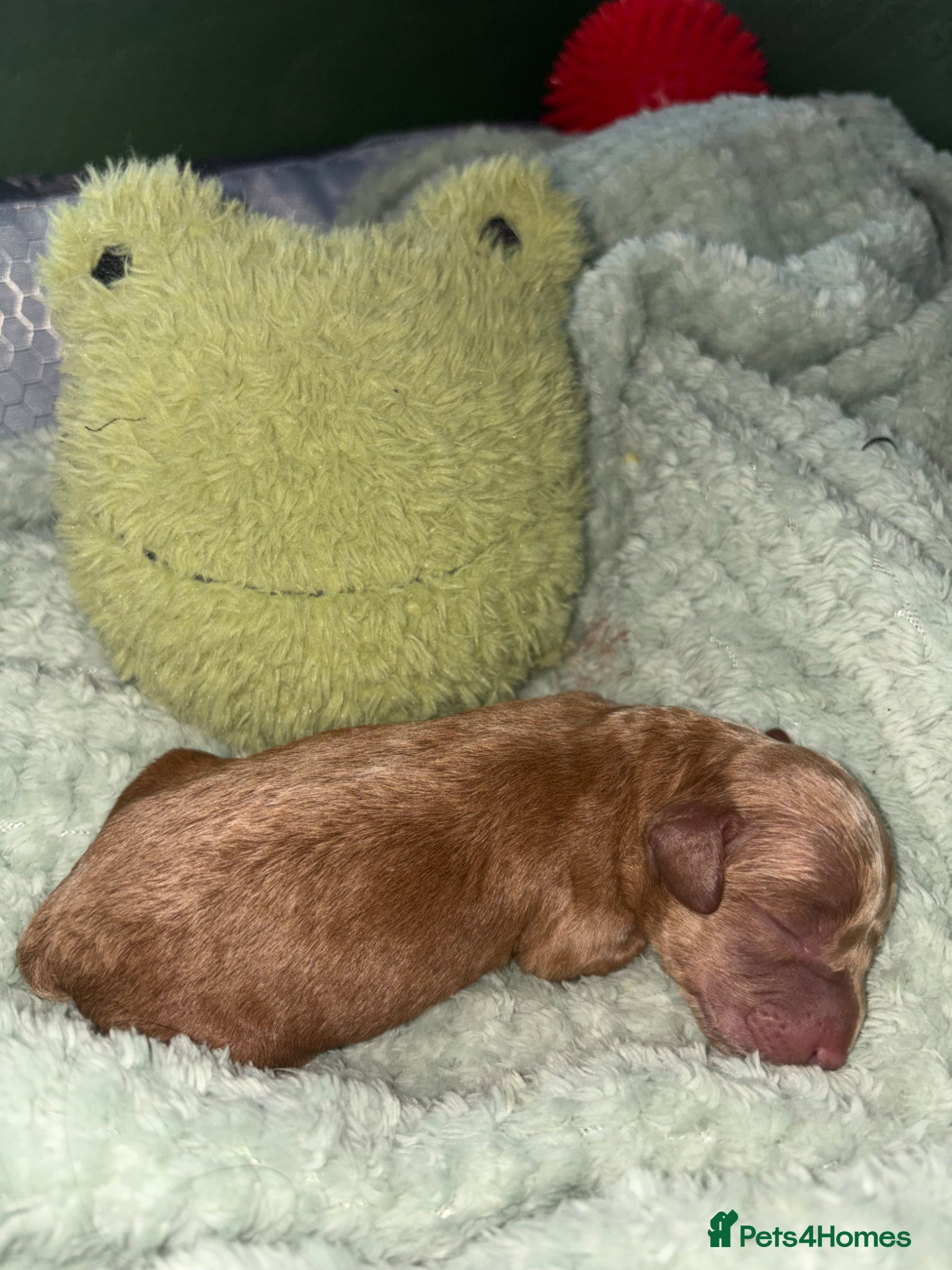 Miniature Poodle dogs for sale: Red Miniature poodle puppy’s 🐩🤍🐾 in Diss - Advert 8
