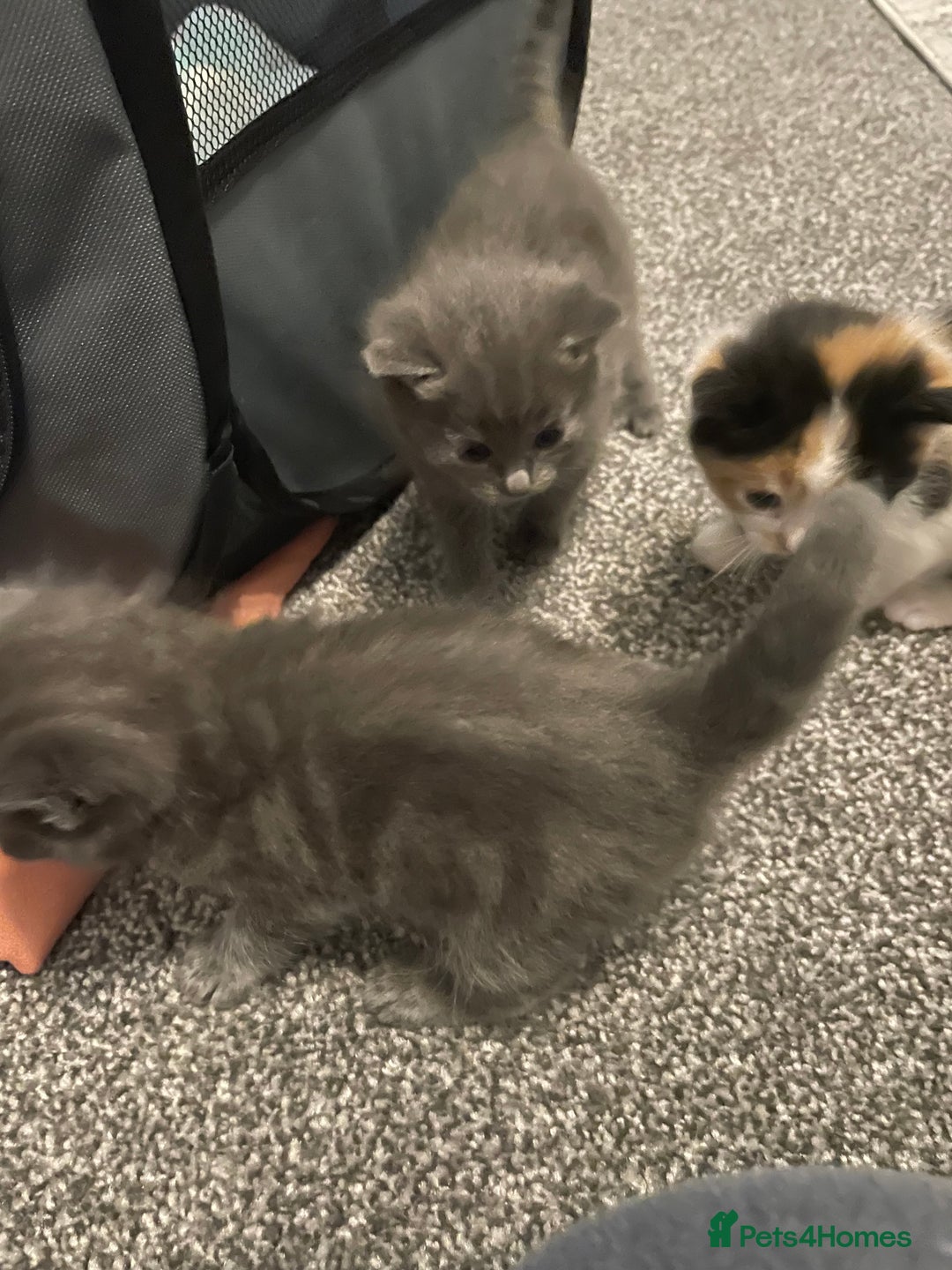 Domestic Shorthair cats for sale: Four kittens, 4 weeks old - Image 3
