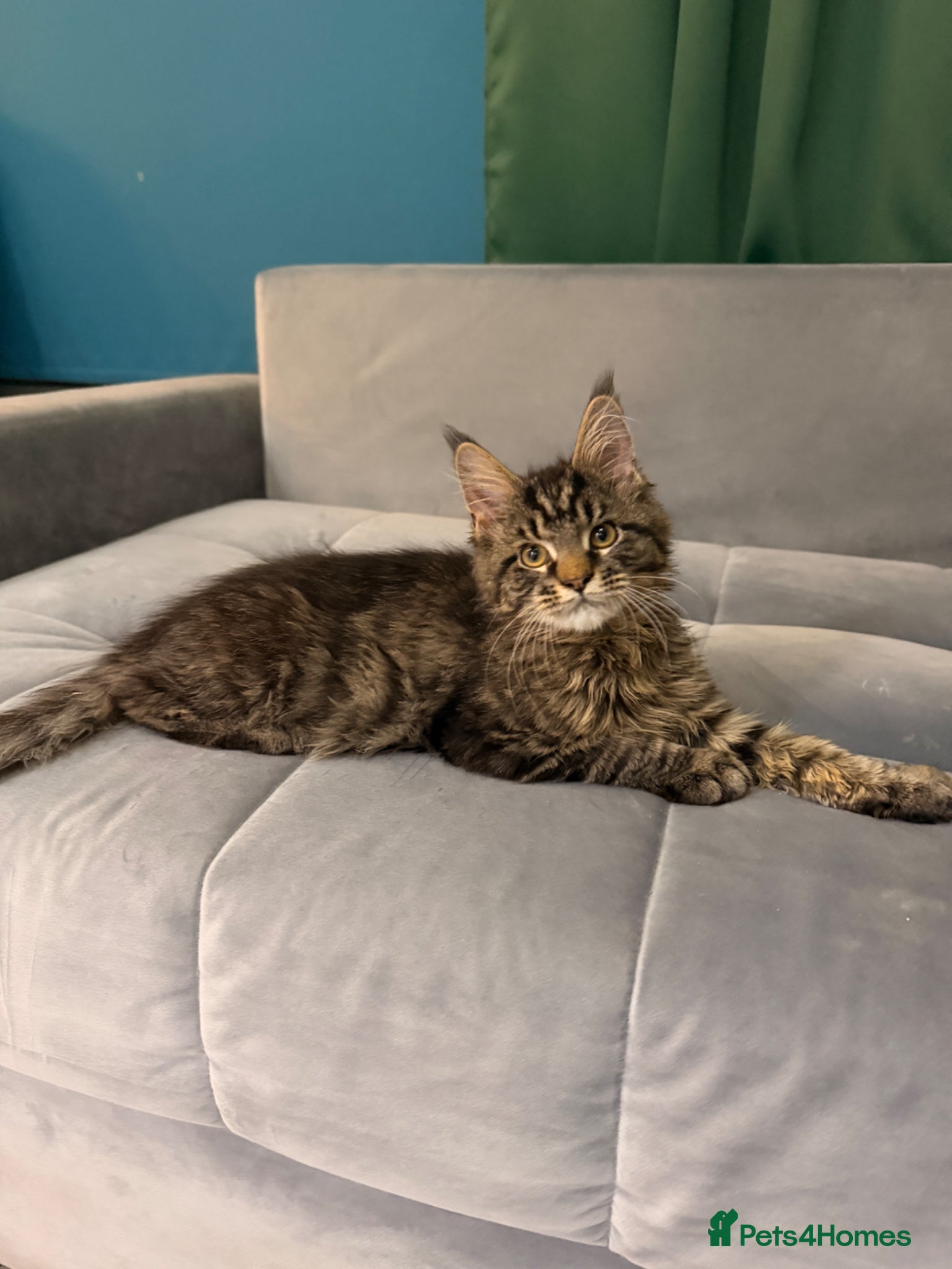 Maine Coon cats for sale: Beautiful kittens pure Maincoon  - Advert 13