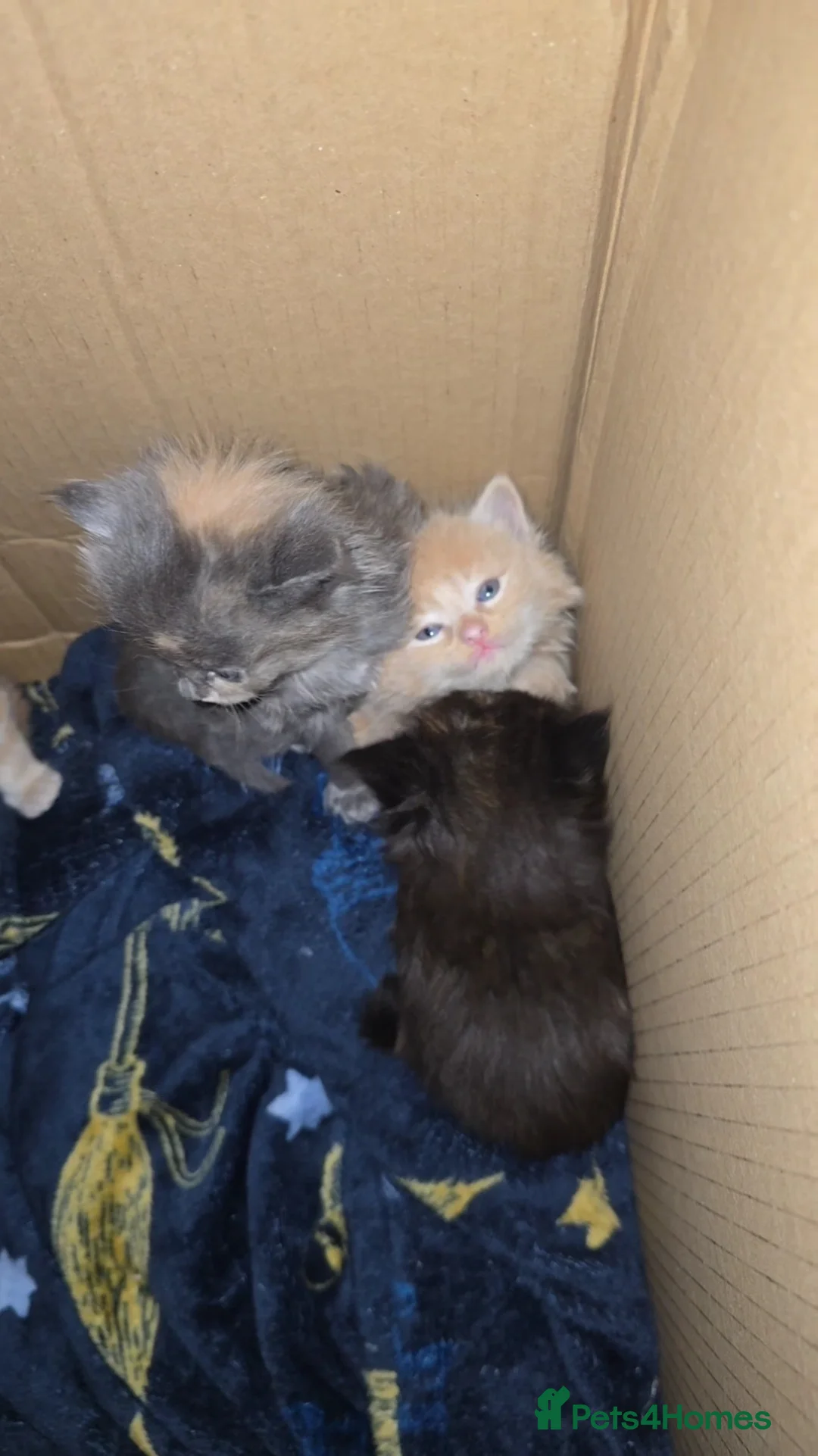 Mixed Breed cats for sale: Ragcoon mix kittens - Advert 6