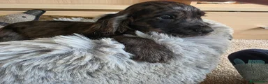 Black Roan