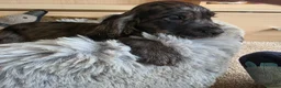 Cocker Spaniel dogs for sale: Working Type Cocker Spaniels - Advert 34