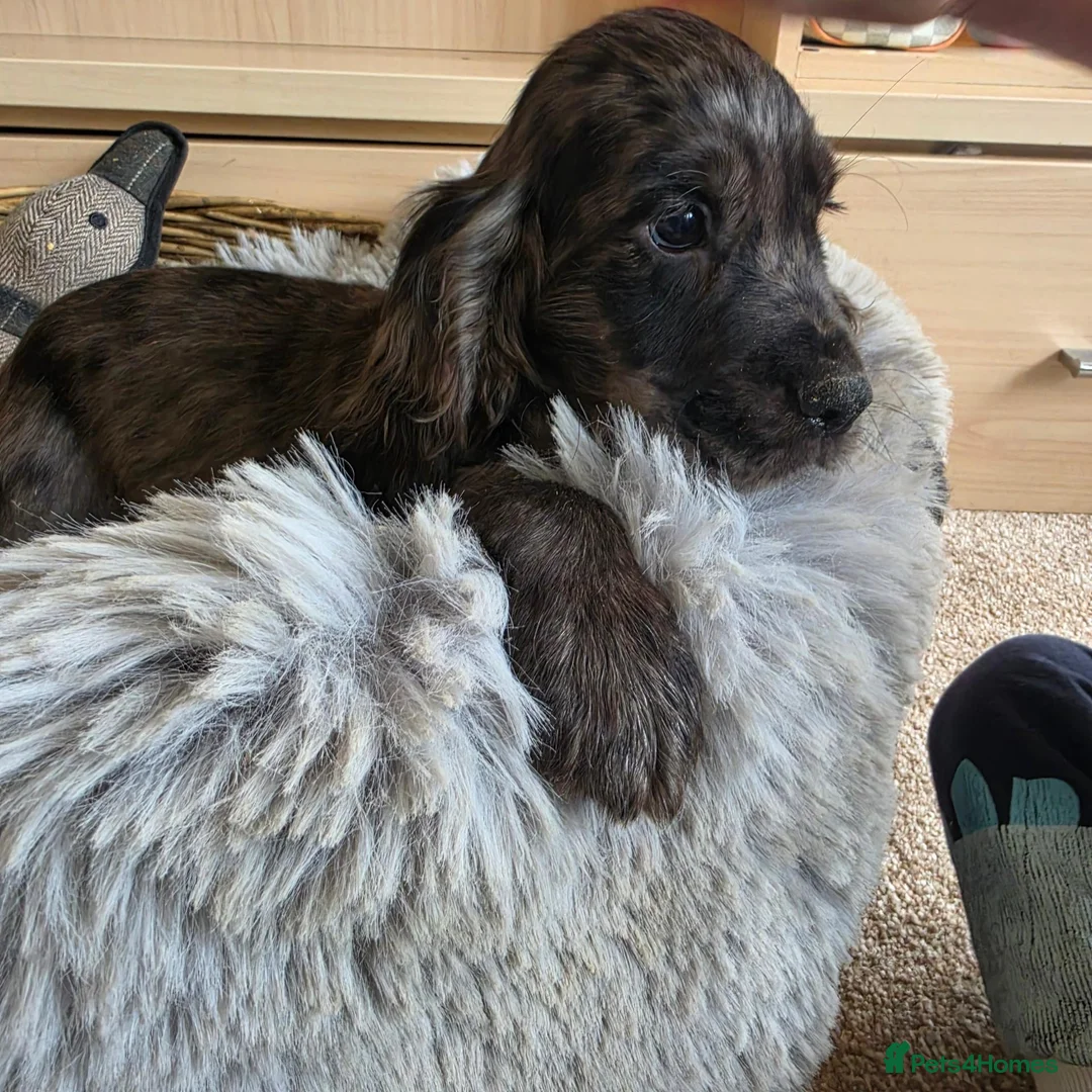 Cocker Spaniel dogs for sale: Working Type Cocker Spaniels - Advert 34