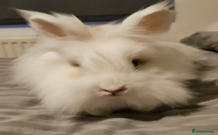 Netherland Dwarf rabbits - Advert 1
