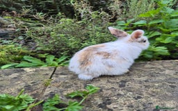 Mini Lop rabbits for sale: Mini Lops  - Image 7