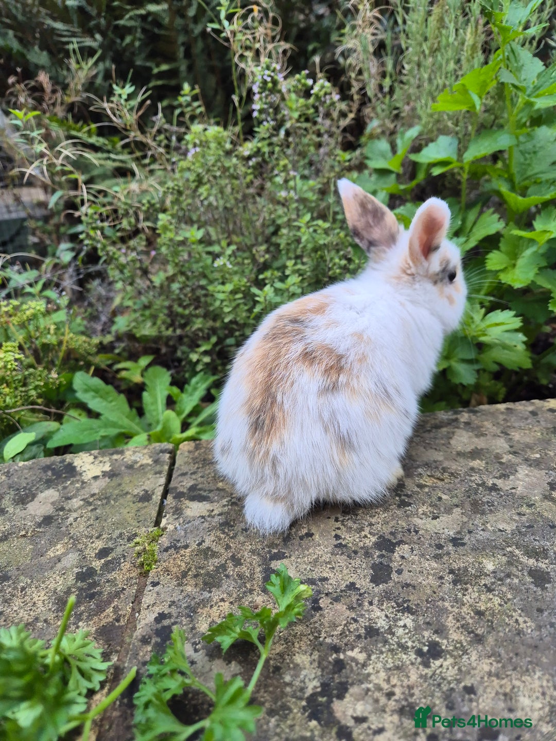 Mini Lop rabbits for sale: Mini Lops  - Image 7