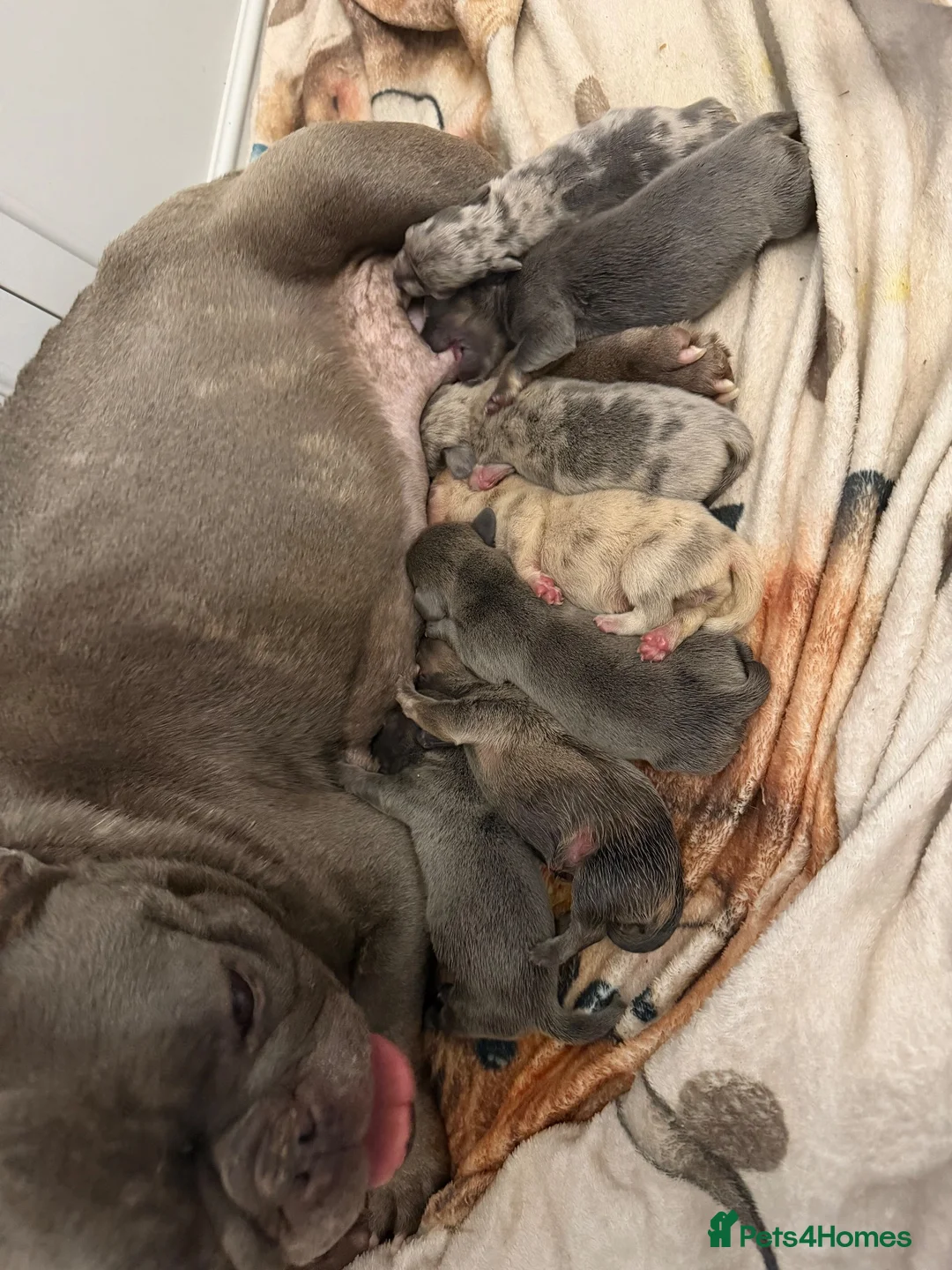 Mixed Breed dogs for sale: French bull wieners  - Advert 12
