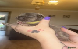 French Bulldog dogs for sale: Frenchies  - Advert 14