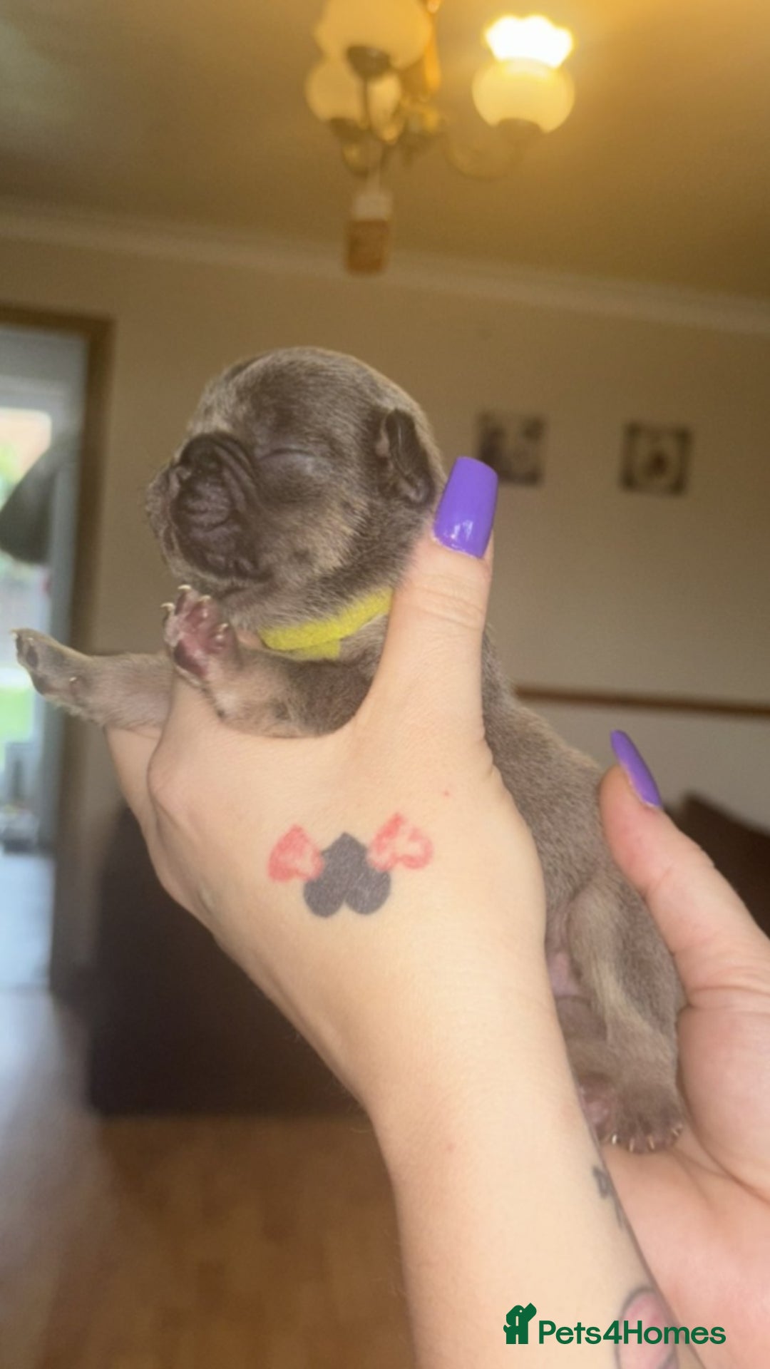 French Bulldog dogs for sale: Frenchies  - Advert 14