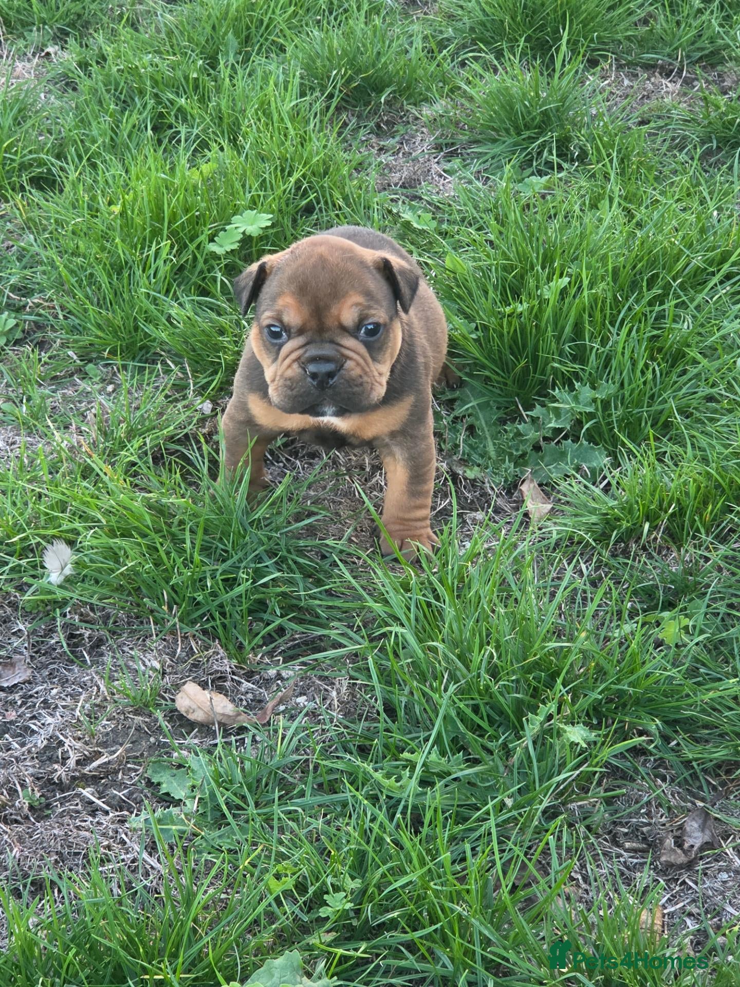 Olde English Bulldogge dogs Olde english bulldog ONLY1 DARK RED GIRL LEFT  - Advert 1
