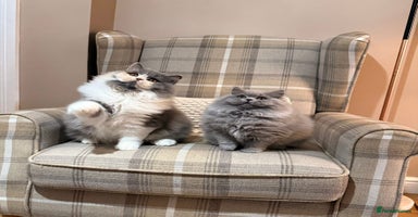 British Shorthair cats - Advert 4