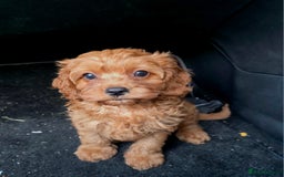 Cavapoo dogs for sale: Ready now Extensively tested f1 cavapoo puppies - Image 6