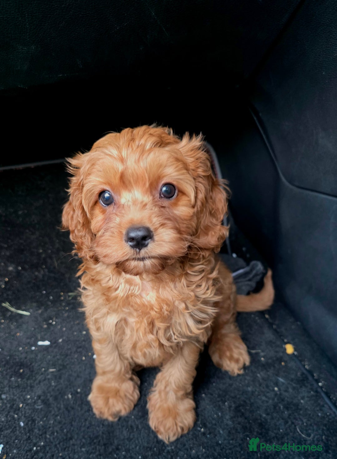 Cavapoo dogs for sale: Ready now Extensively tested f1 cavapoo puppies - Image 6
