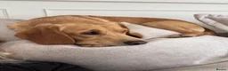 Cockerdor dogs for stud: Gorgeous cockerdor FOR STUD - Advert 5