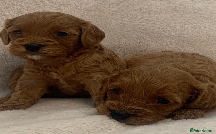Cavapoo dogs - Advert 4
