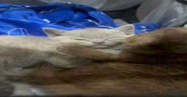 British Shorthair cats - Advert 7