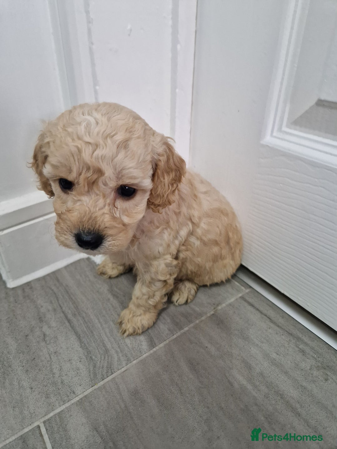 Cockapoo dogs for sale: Beautiful Cockapoo puppies for sale  - Image 3