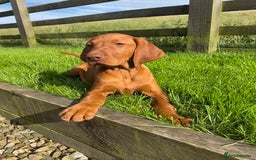 Hungarian Vizsla dogs for sale: *Bruno* Top class bred male Vizsla pup in Barnard Castle - Image 2