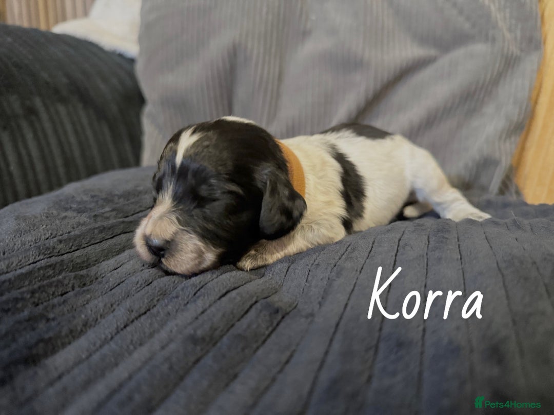 Cocker Spaniel dogs for sale: Cocker Spaniel Puppies - Advert 6