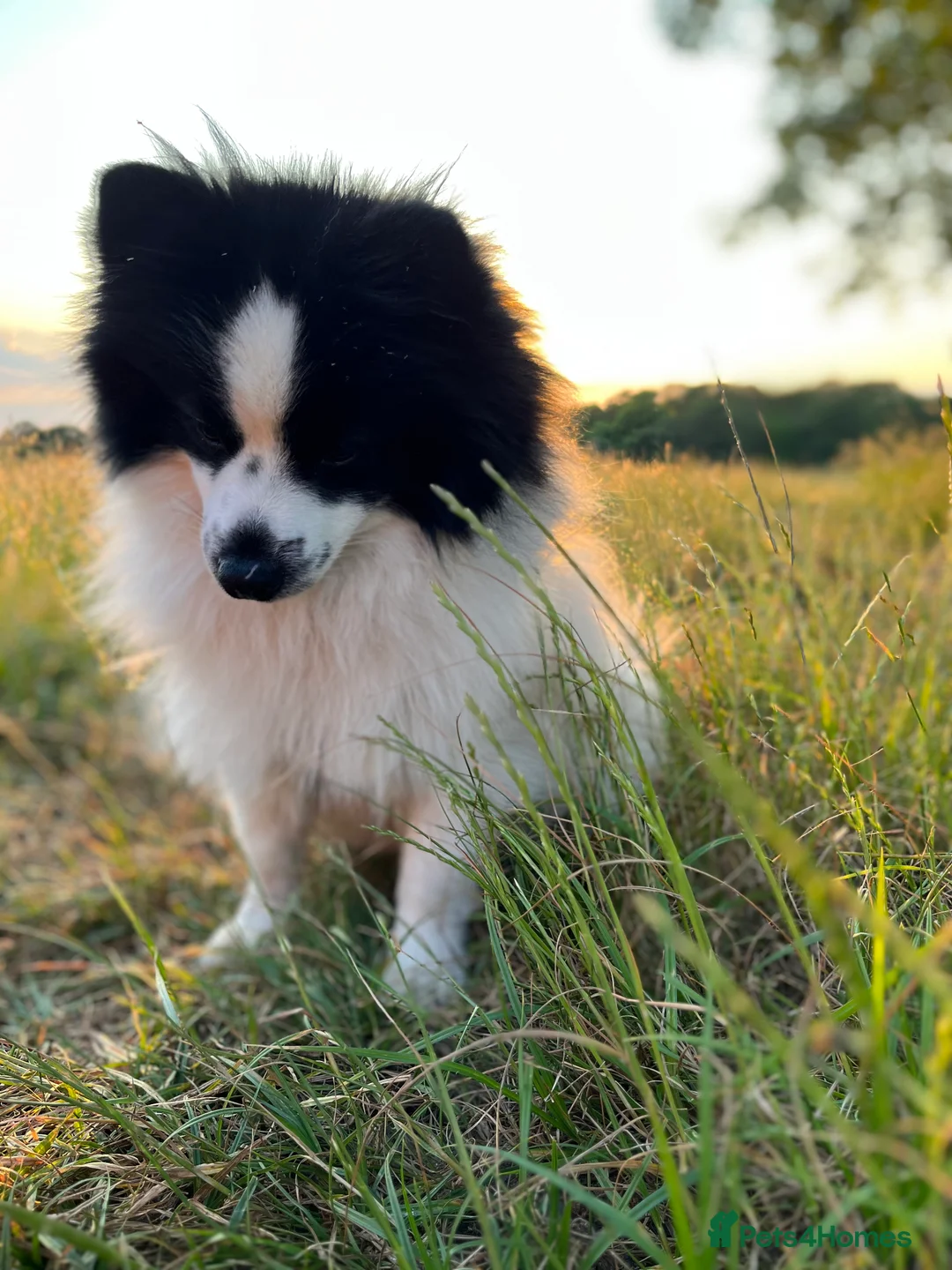 German Spitz dogs for stud: German spitz stud - Advert 11