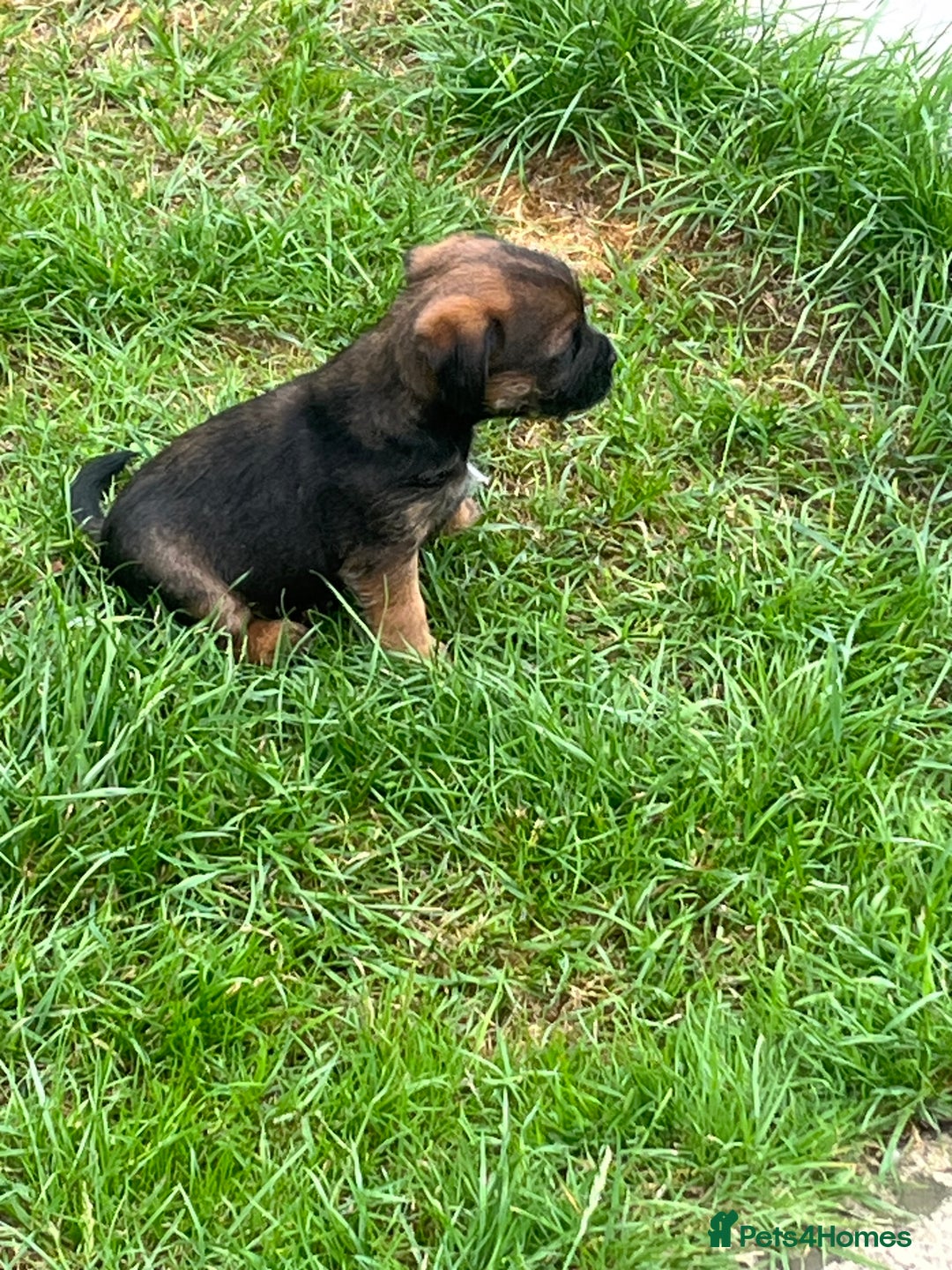 Border Terrier dogs for sale: Gorgeous KC reg Border Terrier Boys - Image 10