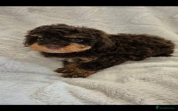 Cockapoo dogs for sale: Stunning cockapoo puppys  - Image 1