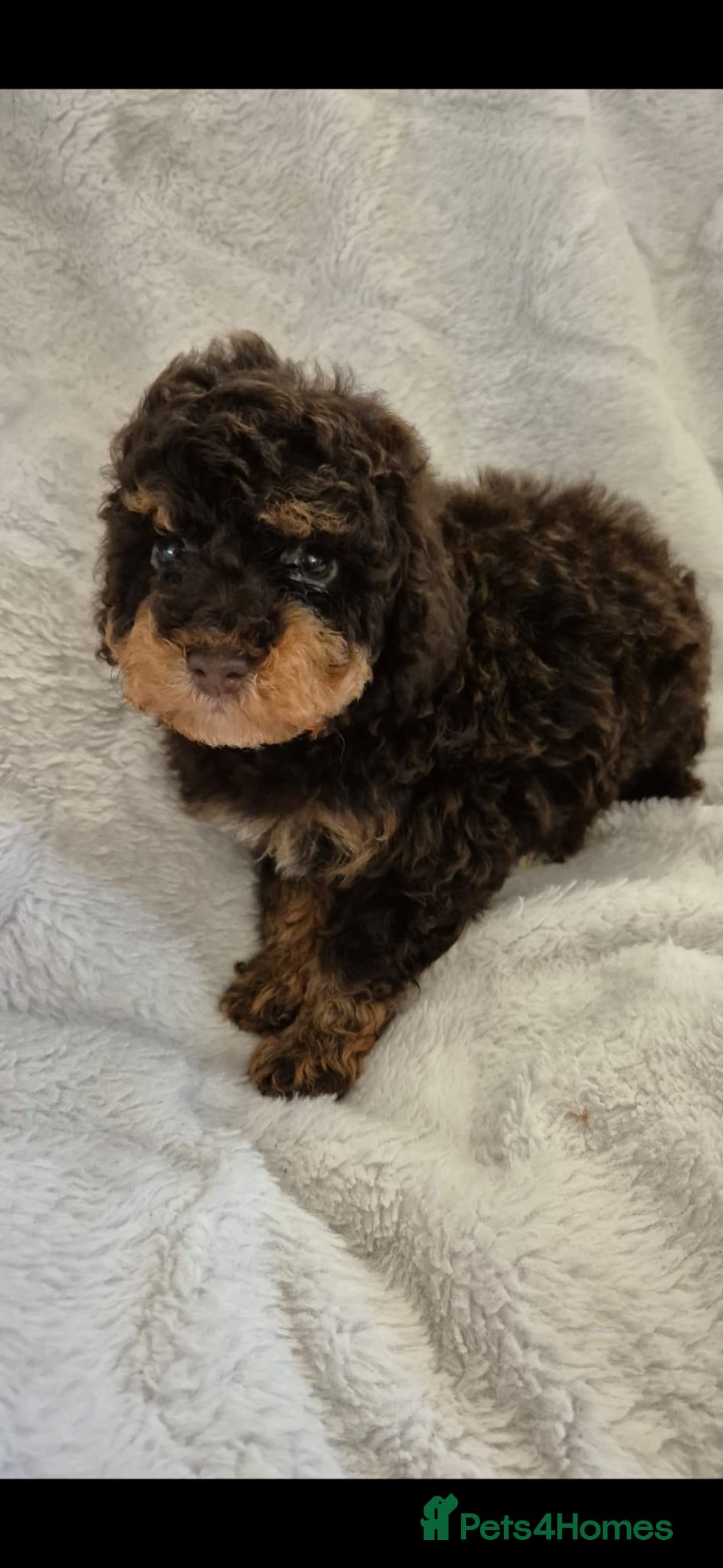 Cockapoo dogs for sale: Stunning cockapoo puppys  - Image 1
