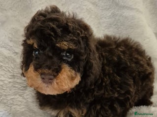 Cockapoo dogs for sale - Advert 1