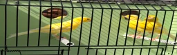 Canaries birds for sale: 100 persent proven waterslager  canary’s hens  - Advert 2
