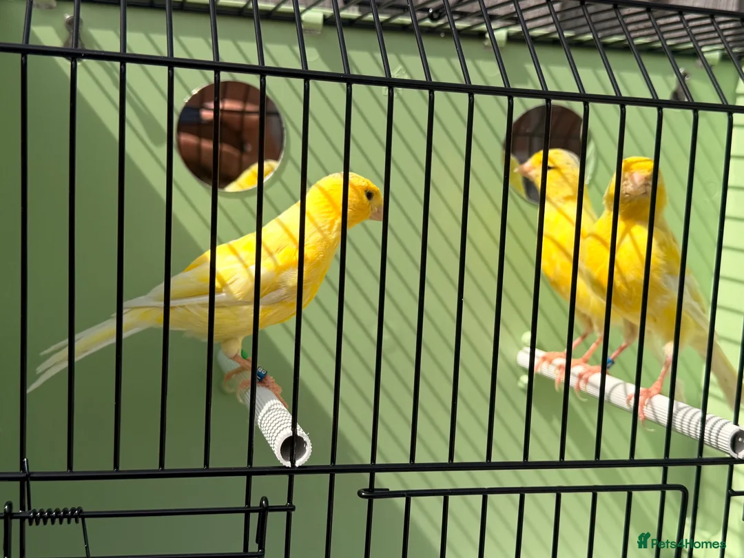 Canaries birds for sale: 100 persent proven waterslager  canary’s hens  - Advert 2
