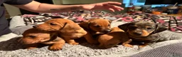 Dachshund dogs for sale: Ready Friday Dachshund puppies  - Advert 1