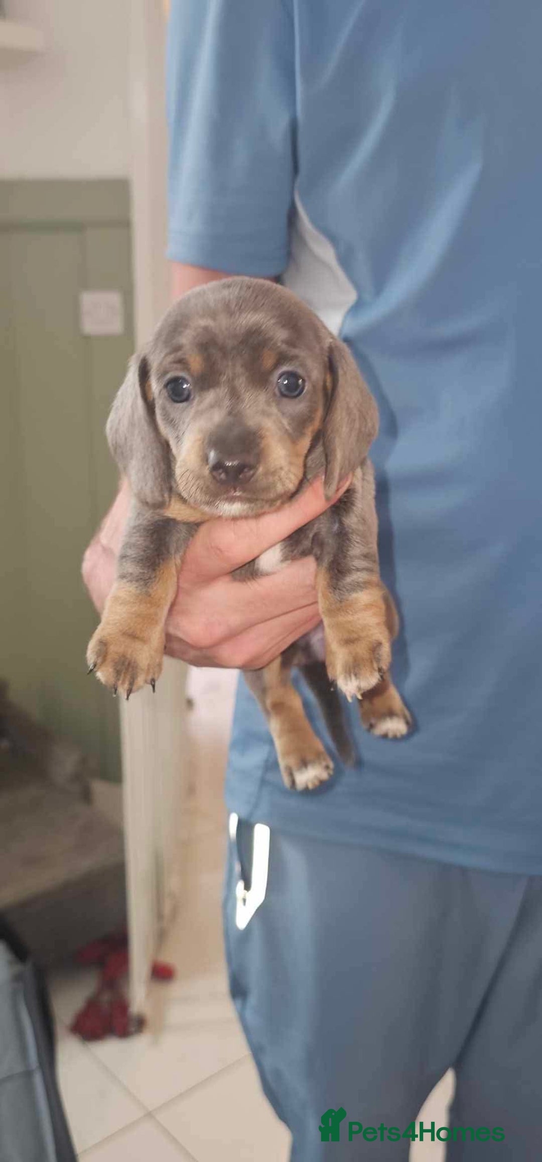 Miniature Dachshund dogs for sale: Beautiful Miniature Dauschaund  in Bradford - Image 6