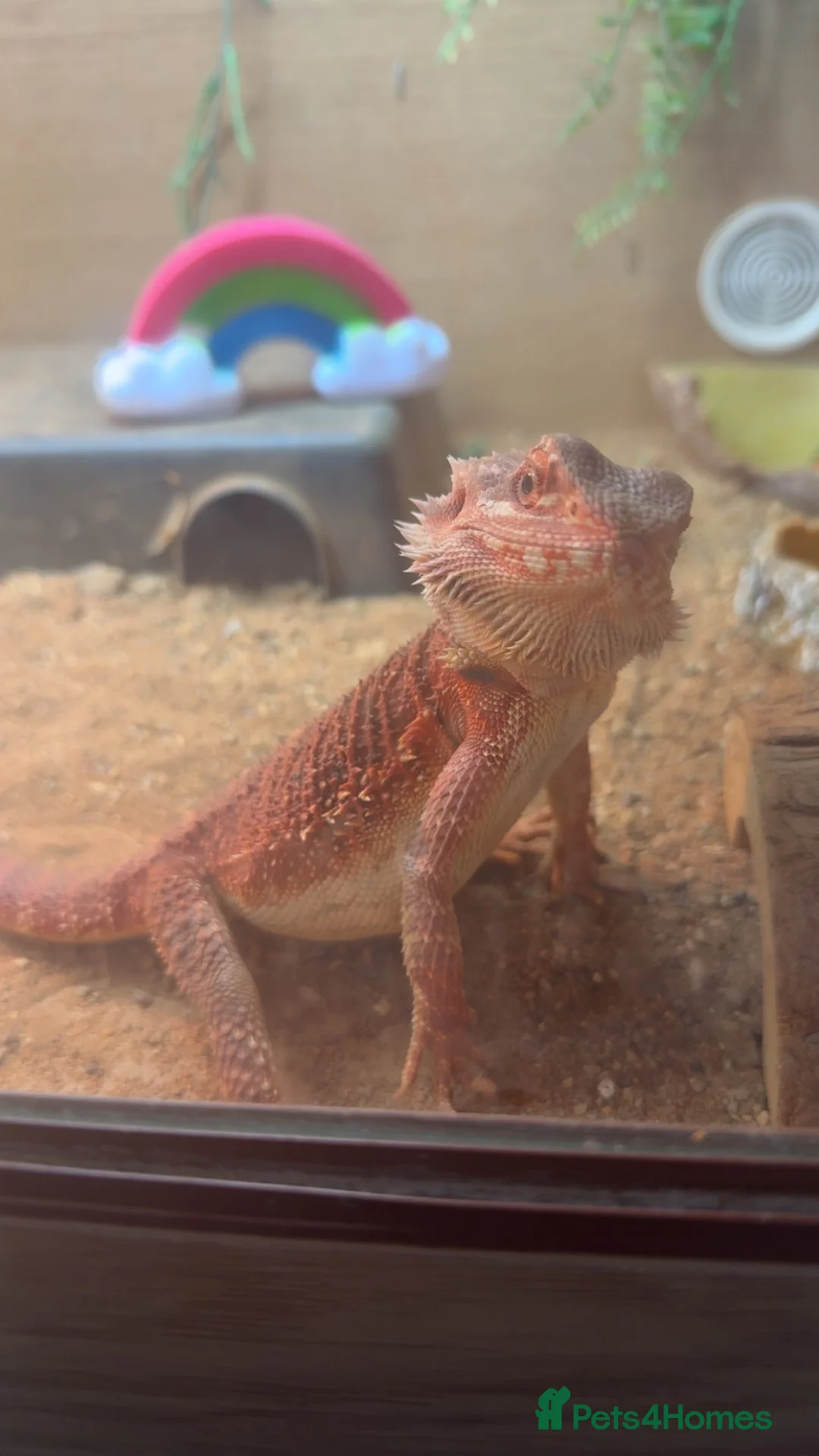 Bearded Dragon reptiles for sale: Spanish red x red monster in Caernarfon - Advert 5