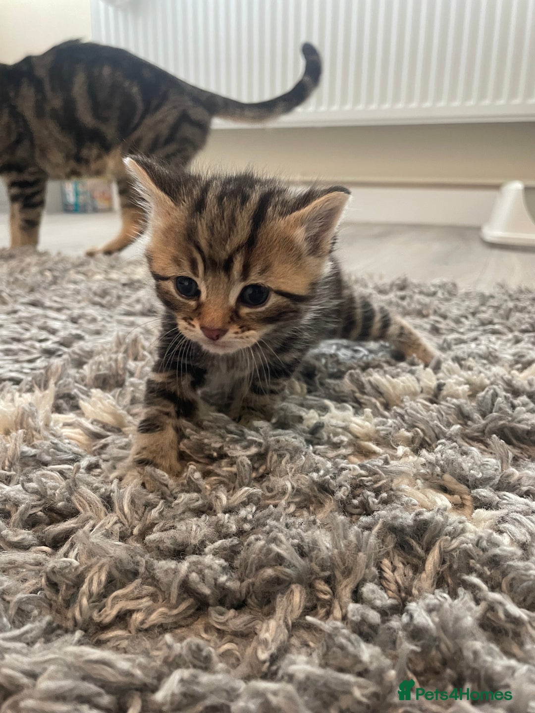 Mixed Breed cats for sale: Kittens ready to reserve  - Image 10
