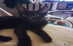 Mixed Breed cats for sale: Last maine coon mix kitten left Ready now. - Image 3