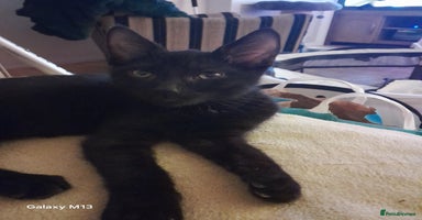 Mixed Breed cats - Advert 3