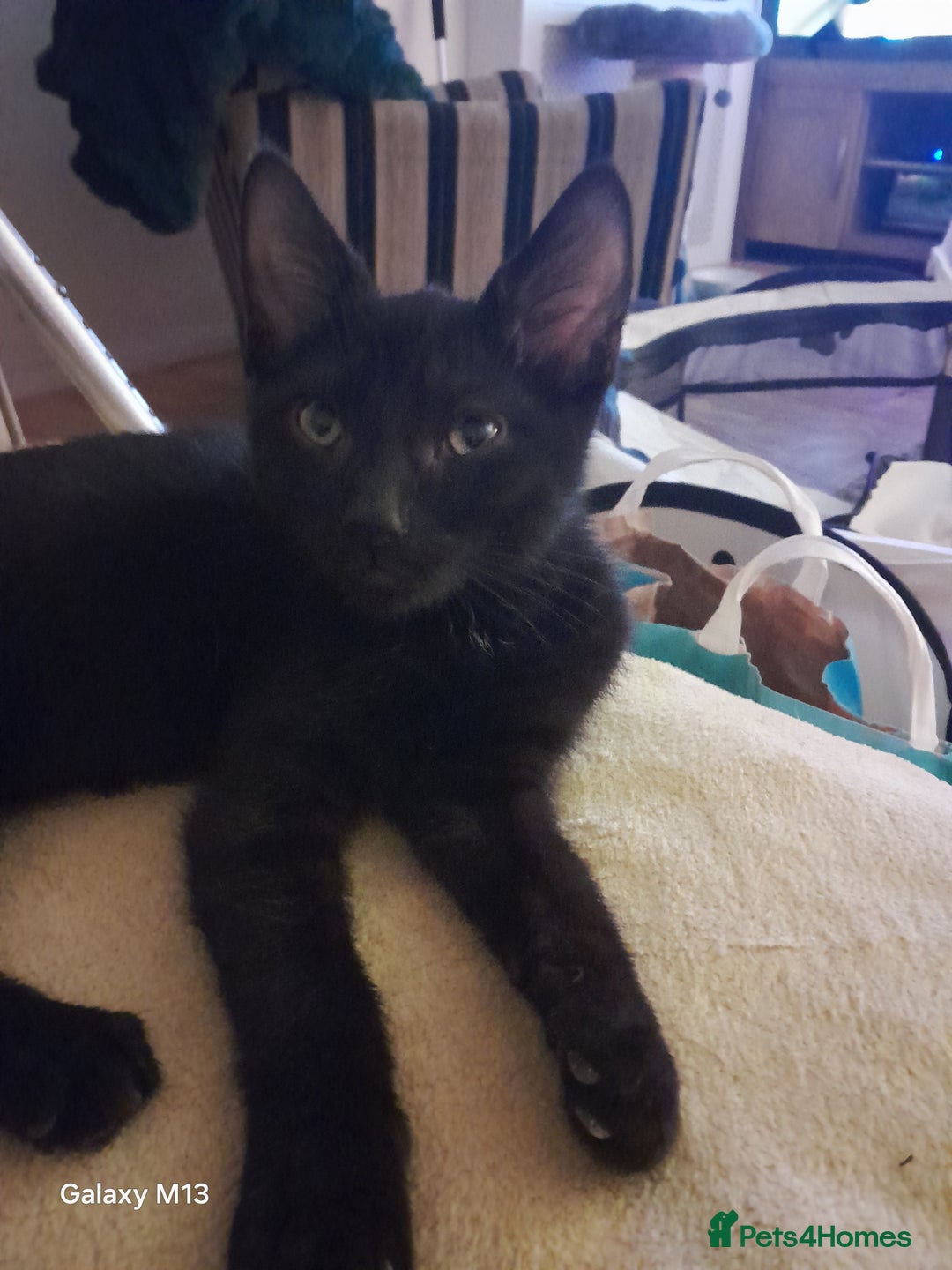 Mixed Breed cats for sale: Last maine coon mix kitten left Ready now. - Image 3